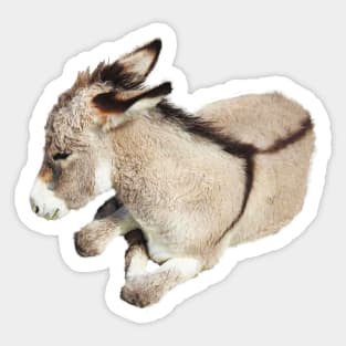 Wild burro, donkey, wildlife, Cutie Pie Sticker